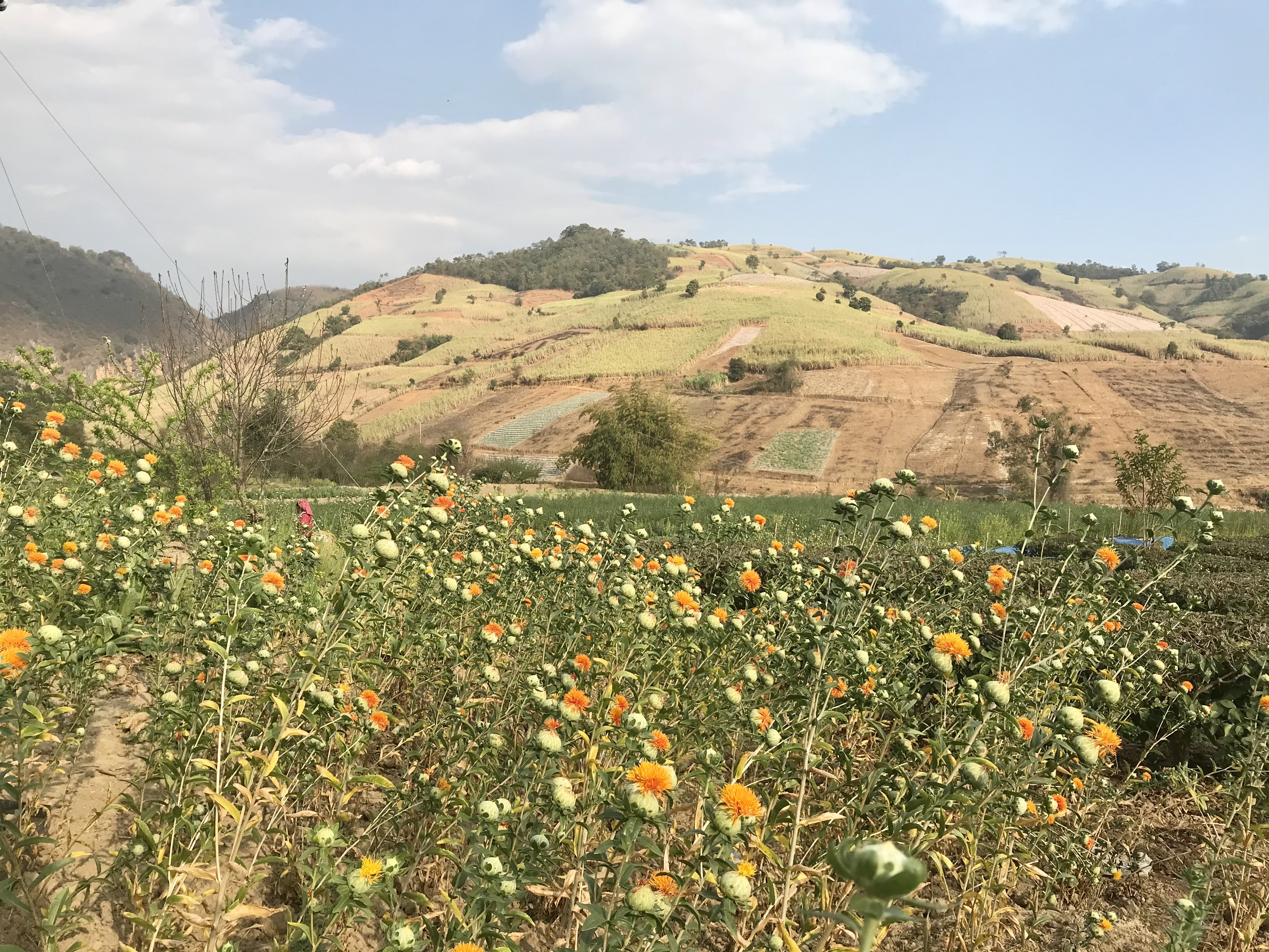 kaiyun网页版登录入口红花基地